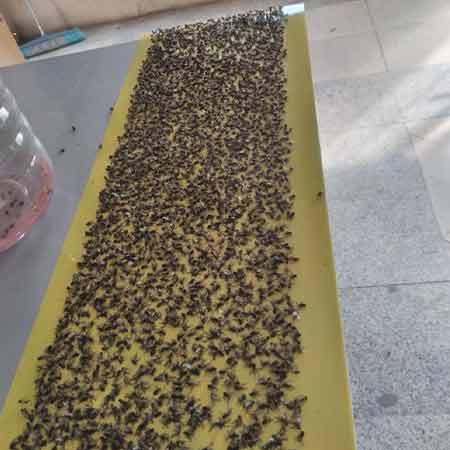تله چسبی حشرات 24 * 60