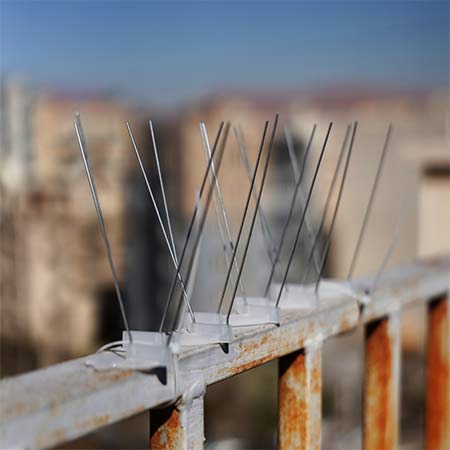 پرنده‌پران نشینک (Bird Spike)
